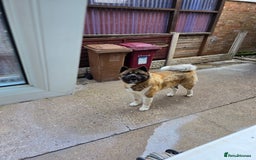 Akita dogs for sale: American akita - Image 2