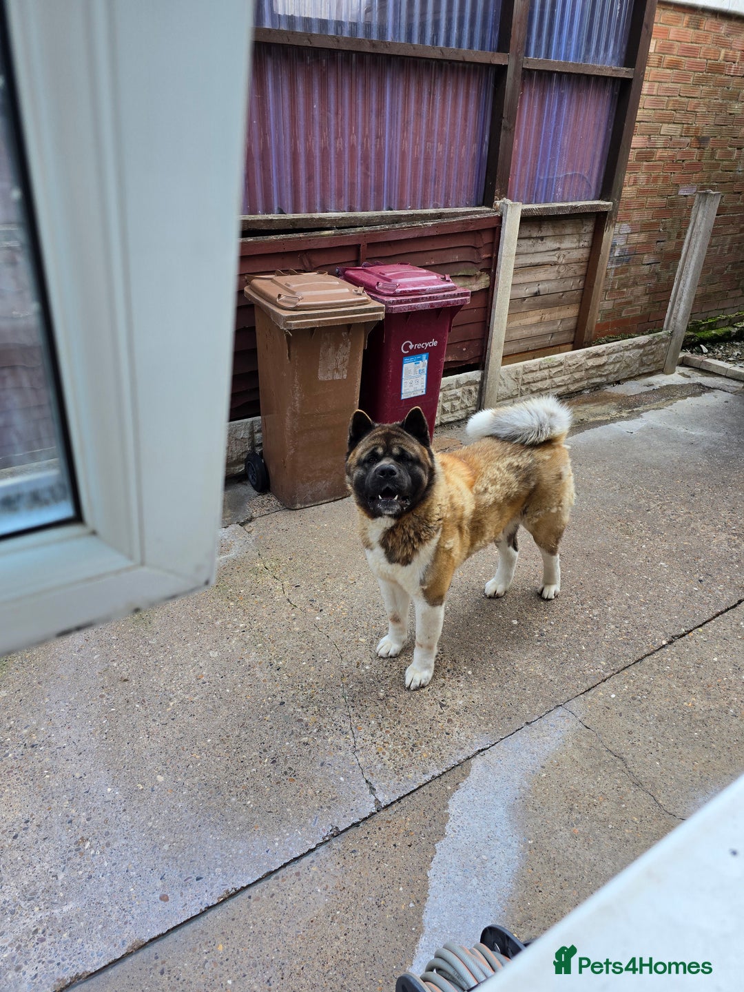 Akita dogs for sale: American akita - Image 2