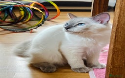 Ragdoll cats for sale: SILKY GCCF PEDIGREE RAGDOLL - Championline  in London - Image 14