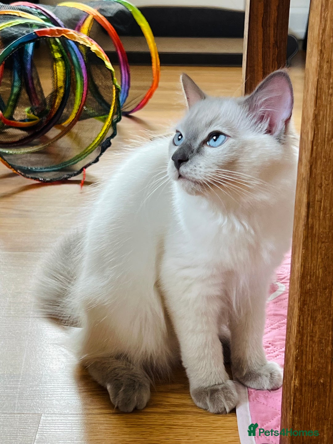 Ragdoll cats for sale: SILKY GCCF PEDIGREE RAGDOLL - Championline  in London - Image 14