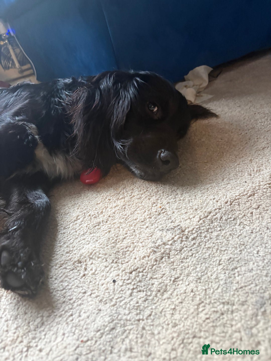 English Springer Spaniel dogs for sale: Reggie  - Advert 1