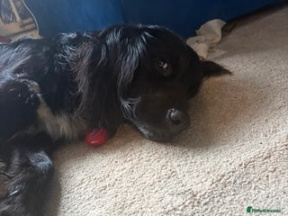 English Springer Spaniel dogs for sale: Reggie - Advert 1