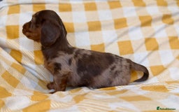 Miniature Dachshund dogs for sale: Long haired dachshund puppie - Advert 13
