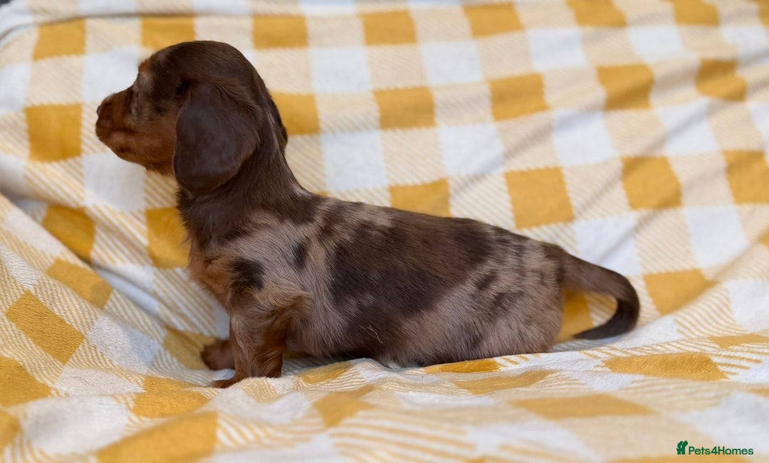 Miniature Dachshund dogs for sale: Long haired dachshund puppie - Advert 13