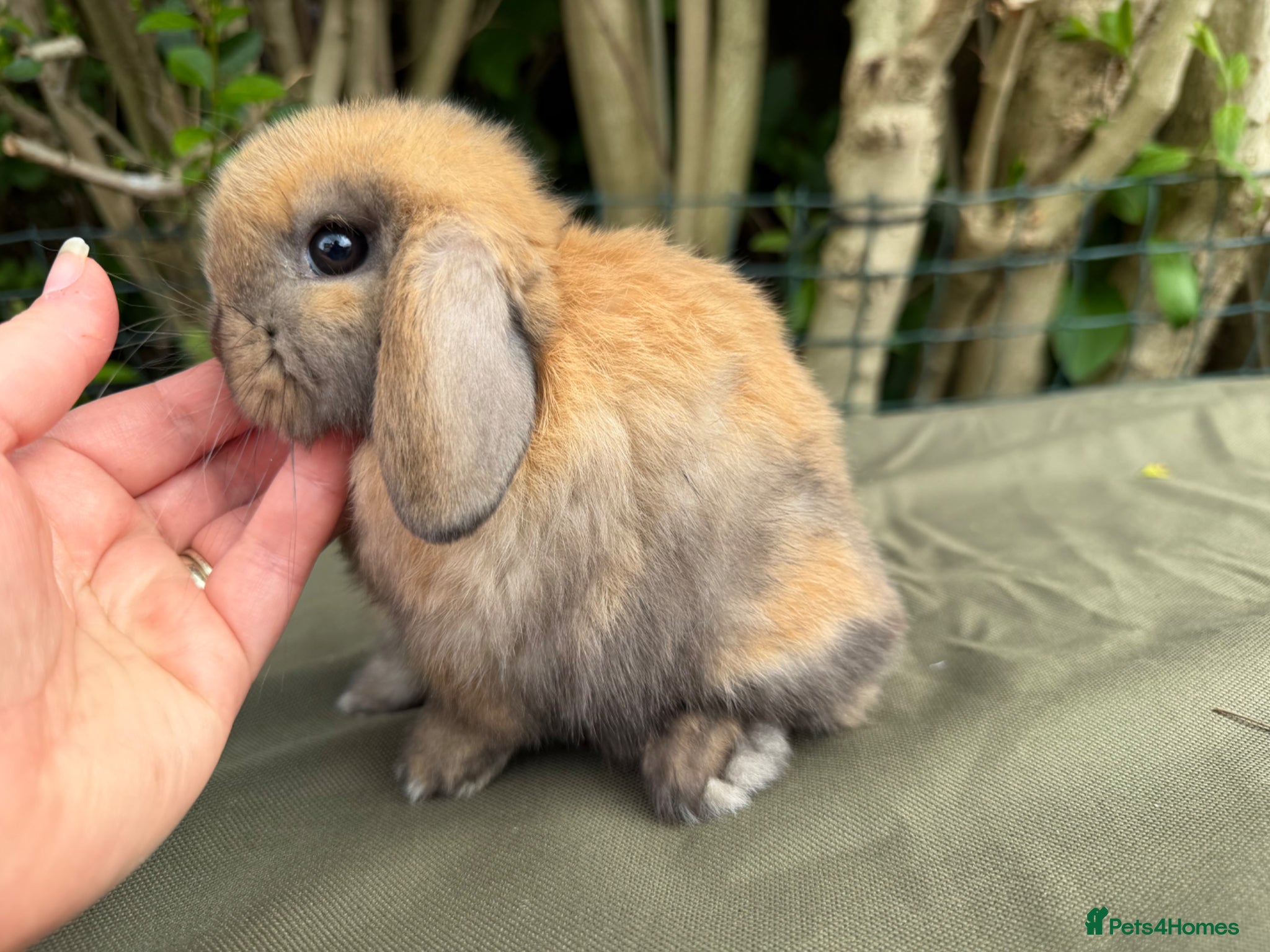 Mini Lop rabbits for sale: stunning baby girl ready now - Advert 6