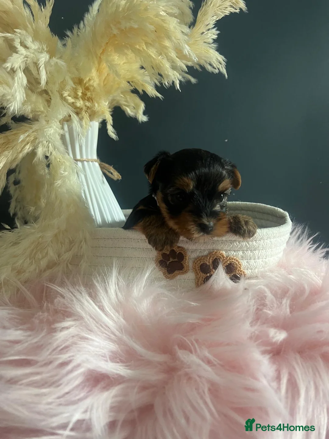 Yorkshire Terrier dogs for sale: Left one beautiful boy❤️ - Advert 30