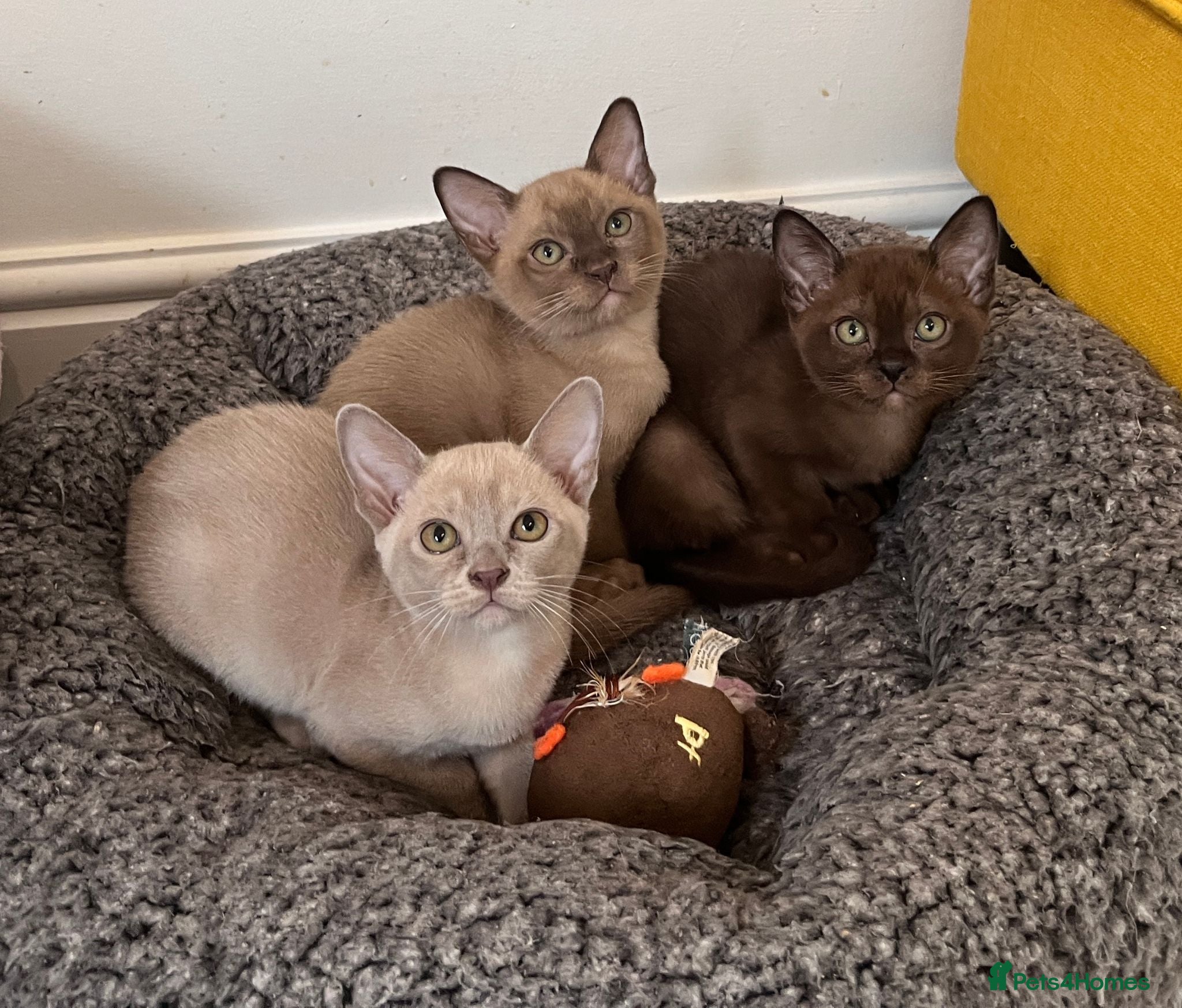 Burmese cats Burmese Kittens:Loving,Confident & Well Socialised - Advert 1