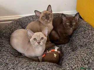 Burmese cats Burmese Kittens:Loving,Confident & Well Socialised - Advert 1
