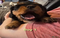 Cavalier King Charles Spaniel dogs for sale: Stunningly beautiful Cavalier King Charles Puppies - Advert 7