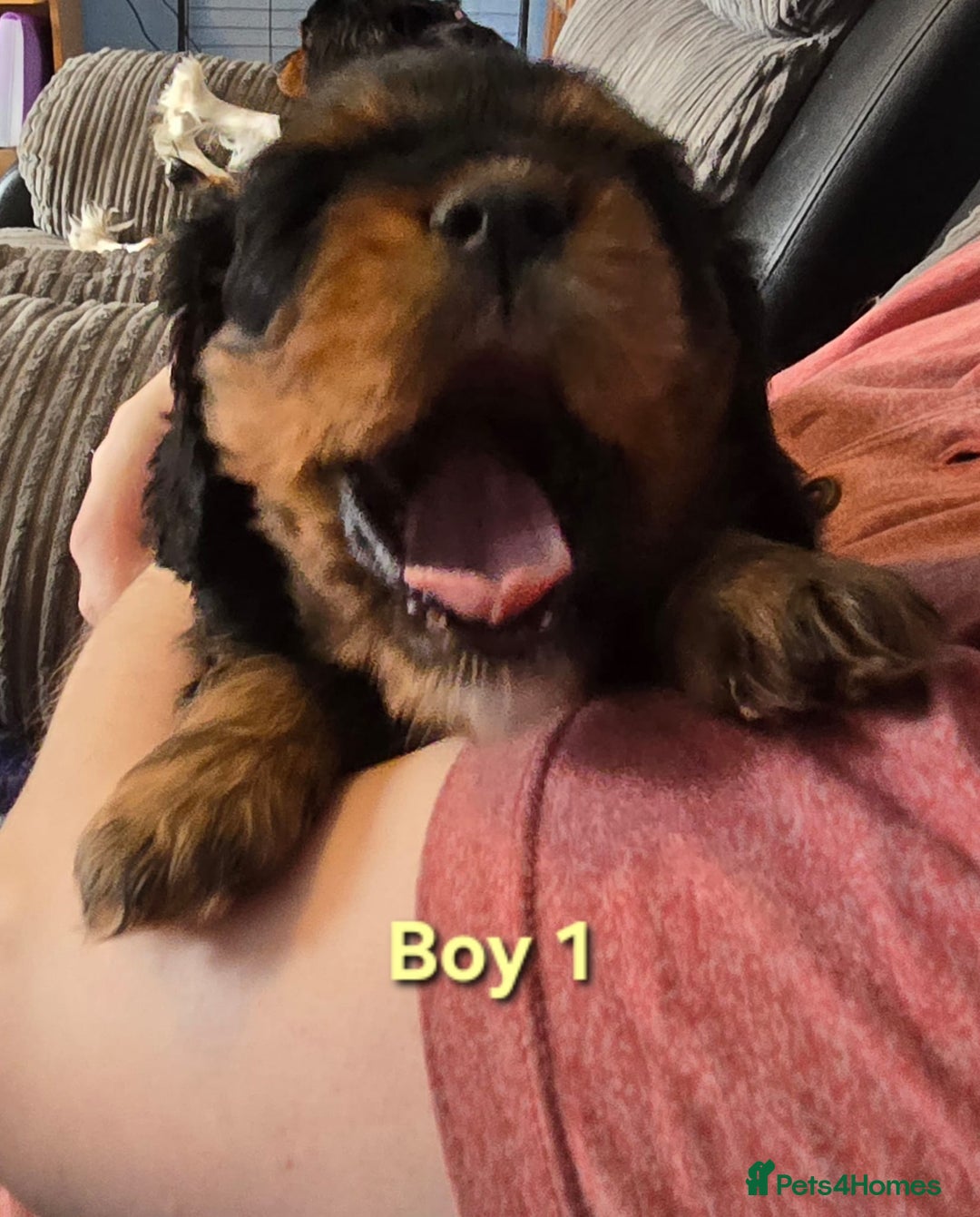 Cavalier King Charles Spaniel dogs for sale: Stunningly beautiful Cavalier King Charles Puppies - Advert 7