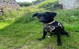 Mixed Breed dogs for sale: Bella - Image 3
