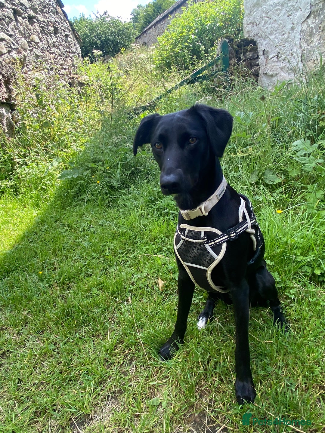 Mixed Breed dogs for sale: Bella - Image 3