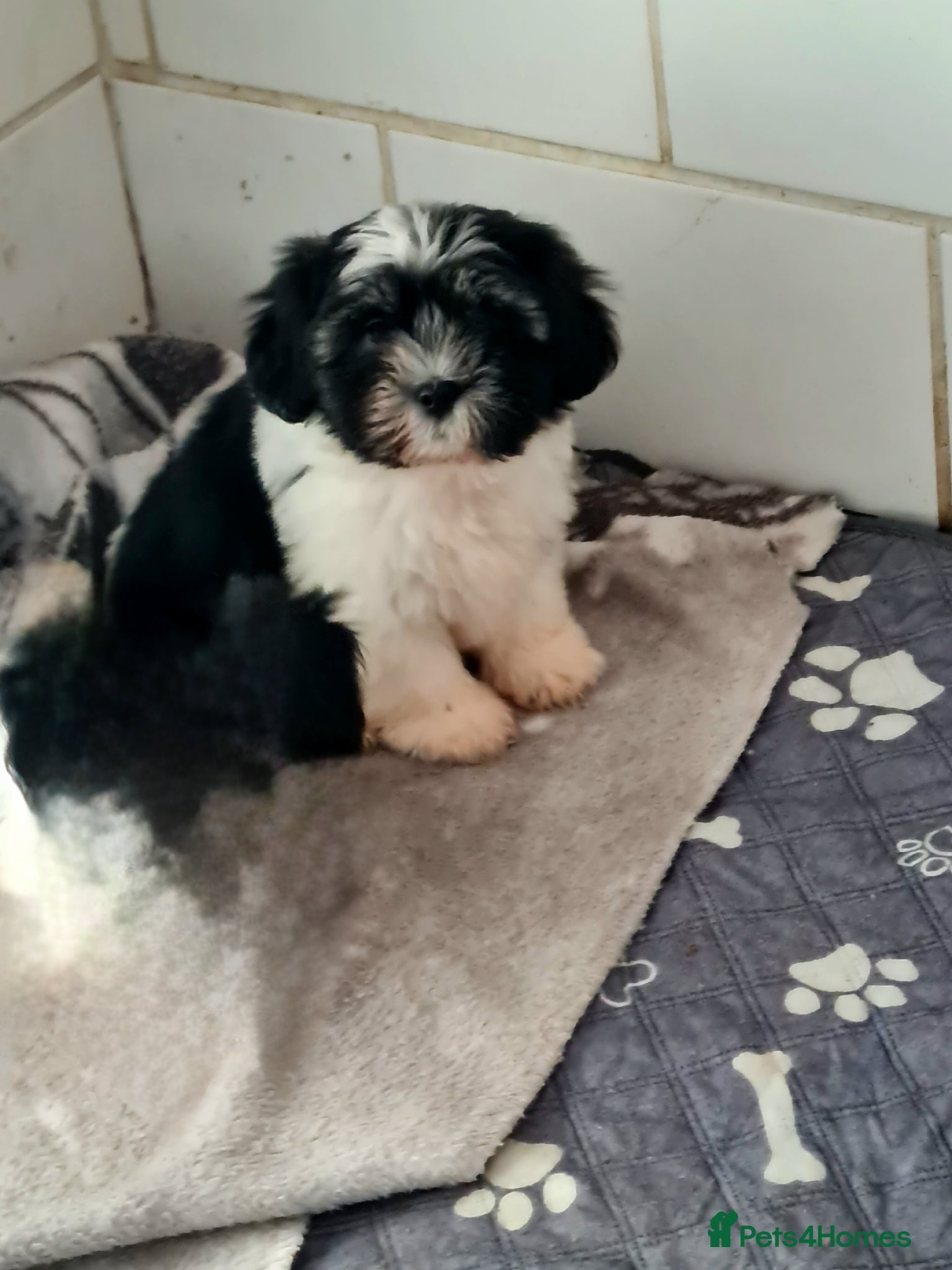 Mixed Breed dogs Shizu x tebtebn terrier  - Advert 1