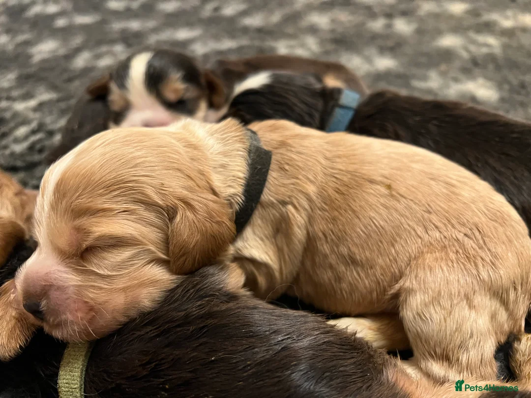 Cocker Spaniel dogs for sale: Exceptional Health Tested Show Cocker Spaniel - Advert 22