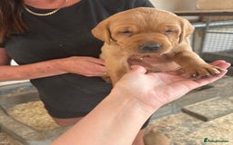 Labrador Retriever dogs for sale: Labrador Kc registered  - Image 2