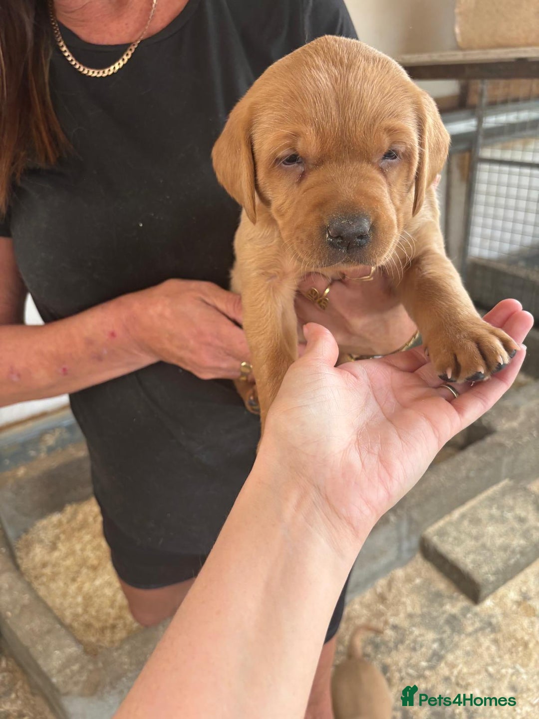 Labrador Retriever dogs for sale: Labrador Kc registered  - Image 2