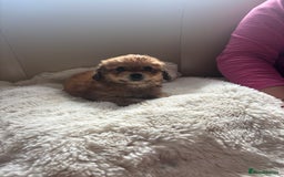 Shorkie dogs for sale: Shih Tzu cross Yorkshire terrier - Image 9