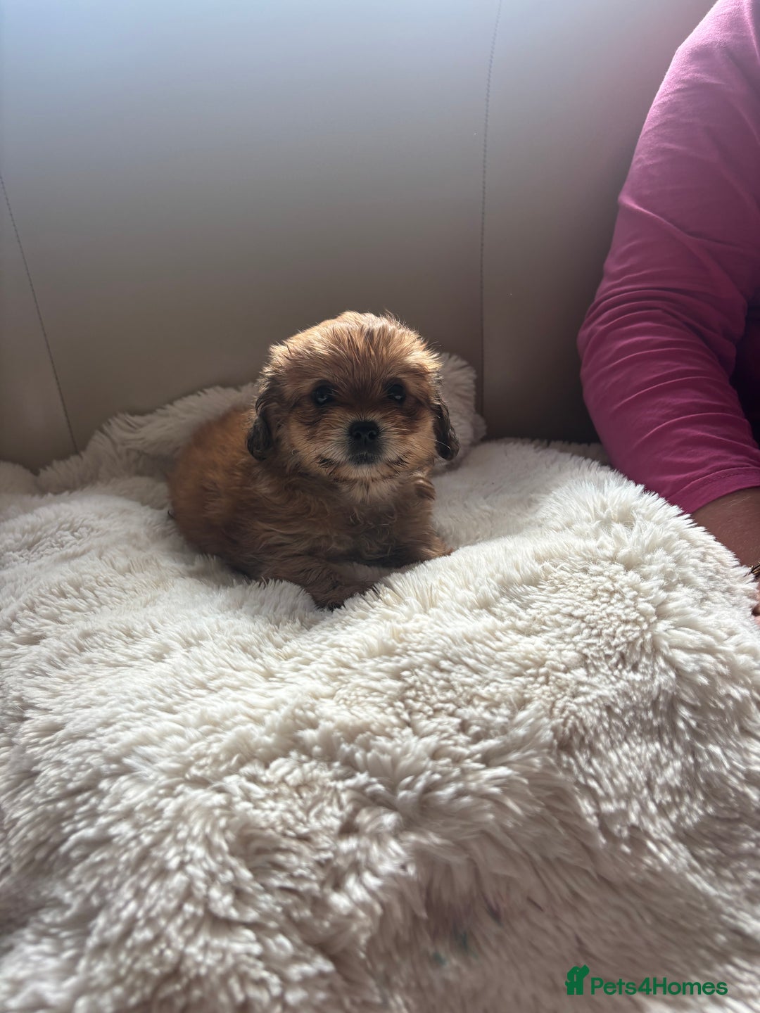 Shorkie dogs for sale: Shih Tzu cross Yorkshire terrier - Image 9