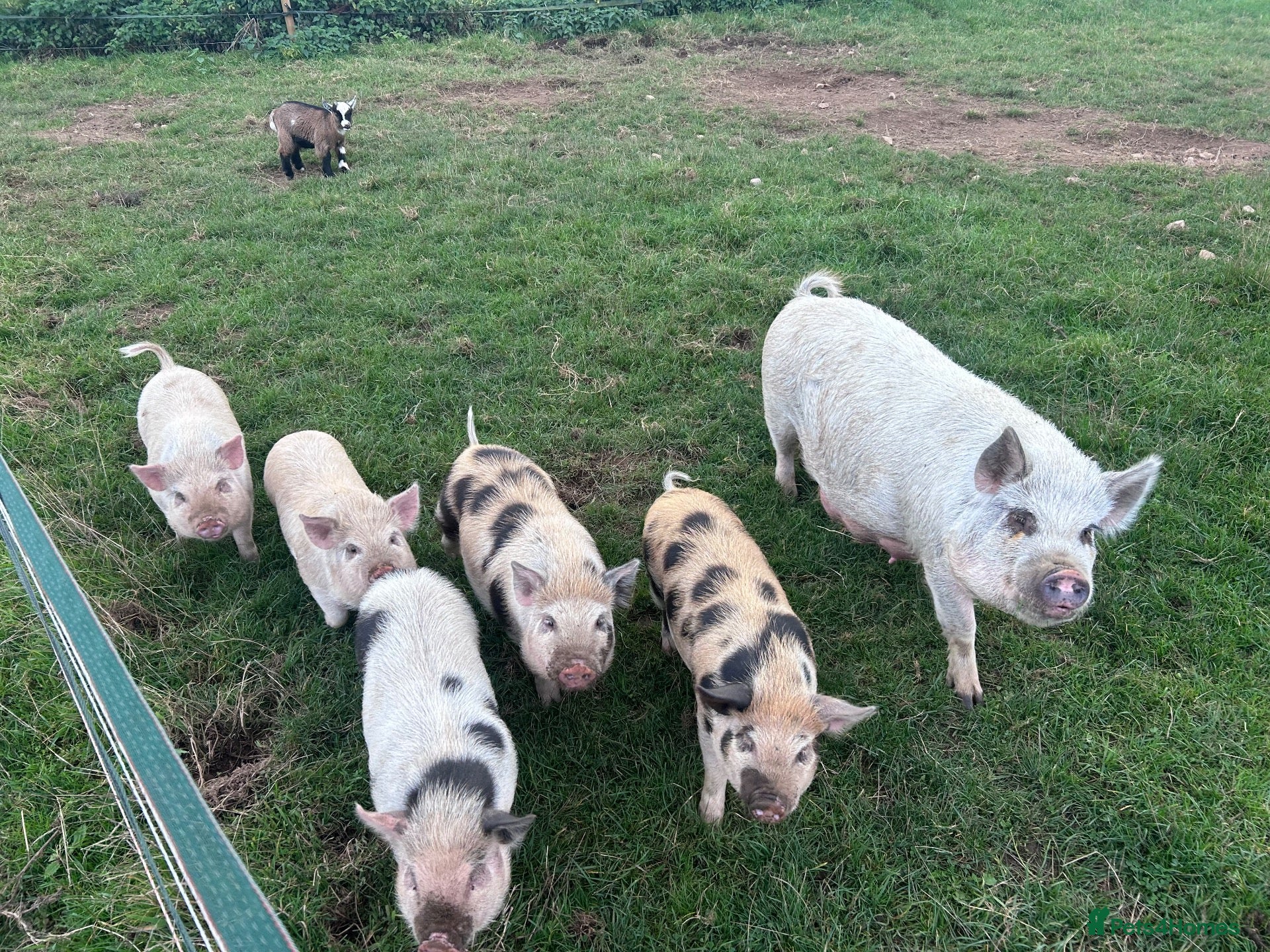 Pig livestock Mini Pigs  - Advert 3