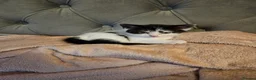 Mixed Breed cats for sale: Kittens for sale in Maidstone - Advert 10