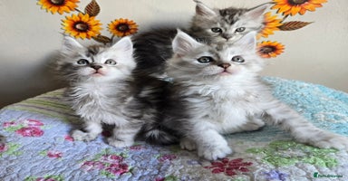 Maine Coon cats - Advert 6