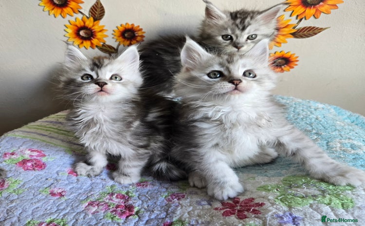Maine Coon cats - Advert 1