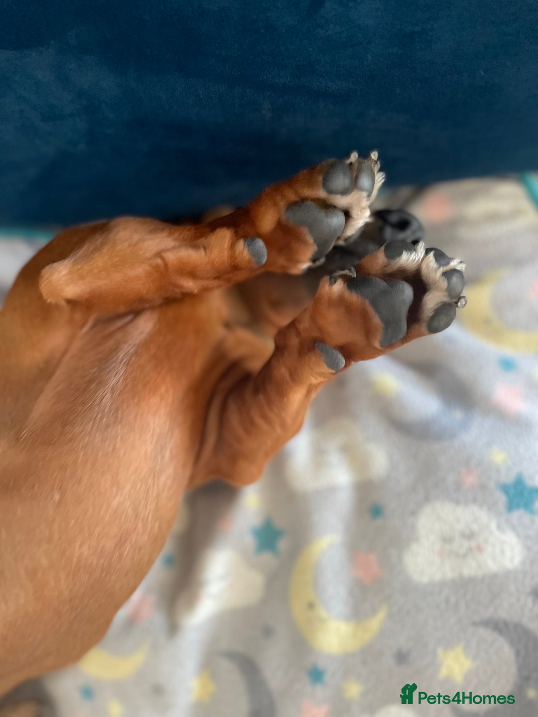 Miniature Dachshund dogs for sale: Beautiful 7 year old Dachshund needs home - Image 3