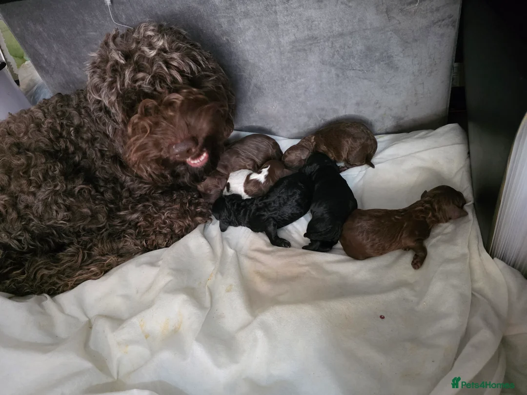 Cockapoo dogs for sale: Adorable cockapoo puppies - Advert 7