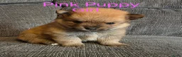 Pomeranian dogs for sale: 3 Beautiful pomeranian puppies for sale - Advert 27