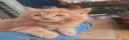 Ragdoll cats for sale: Mixed ragdolls - Advert 2