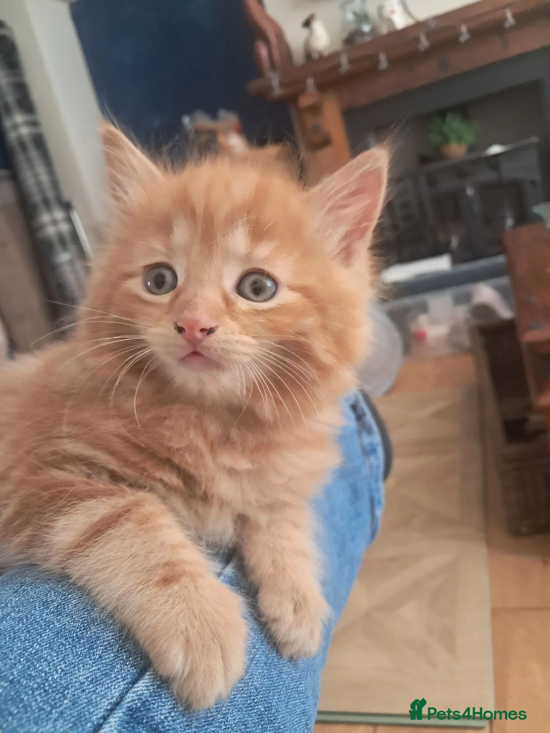 Ragdoll cats for sale: Mixed ragdolls - Advert 2