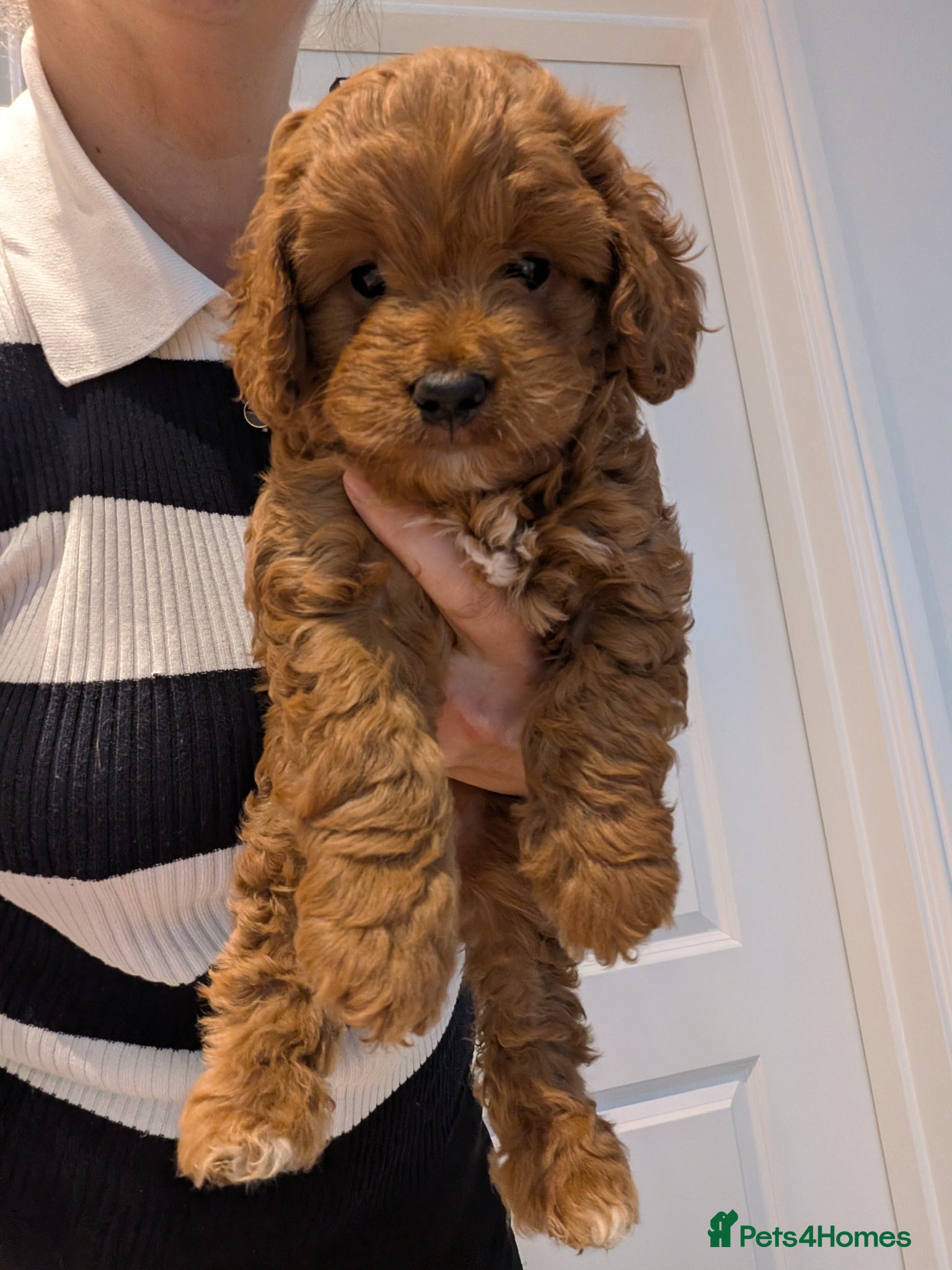 Cockapoo dogs **READY TO LEAVE ON MONDAY 18 May** - Advert 16