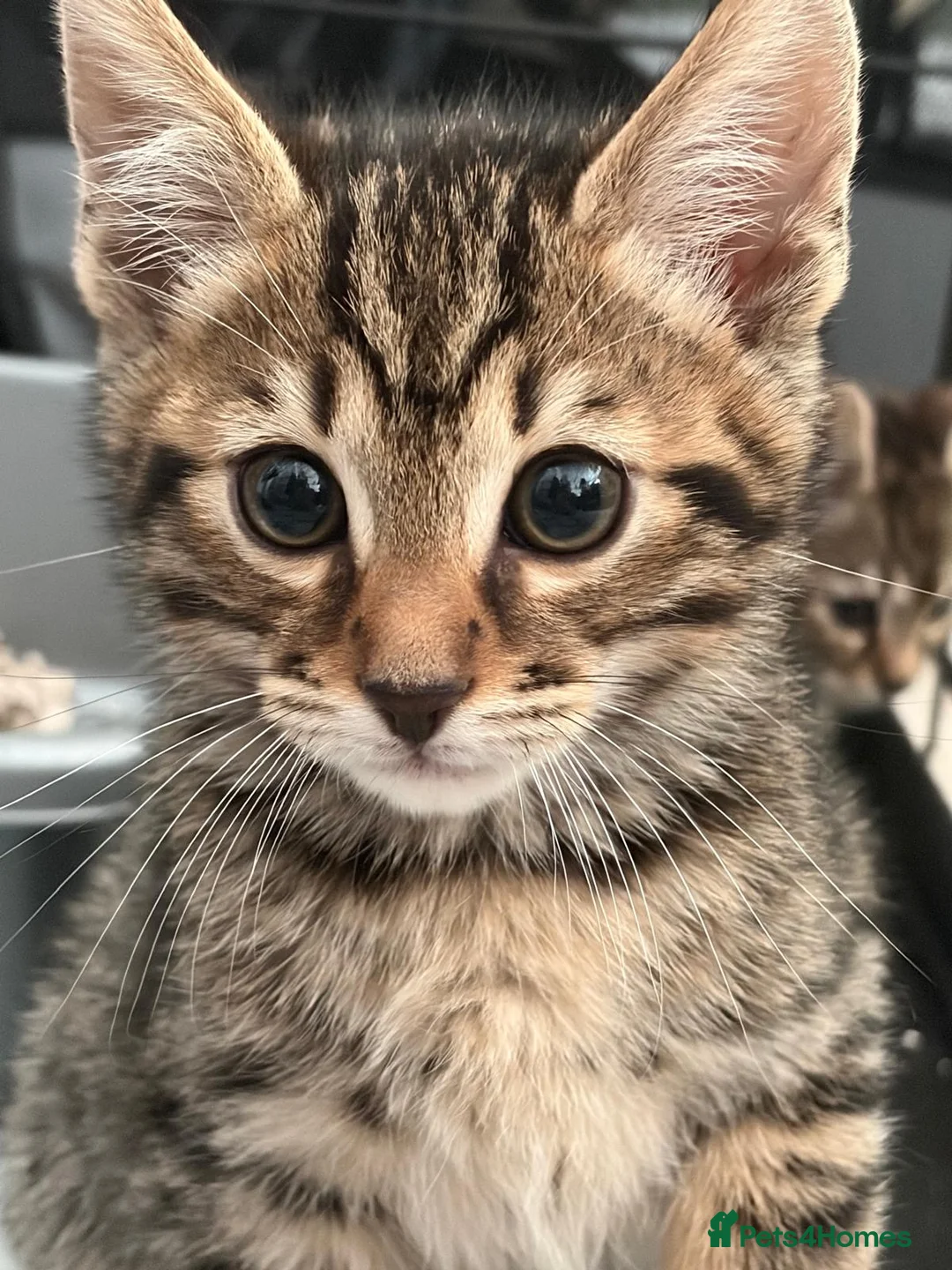 Bengal cats for sale: Bengal kittens  - Advert 2