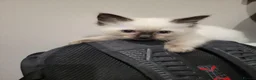 Ragdoll cats for sale: 4 Ragdoll kittens from a loving home  - Advert 3