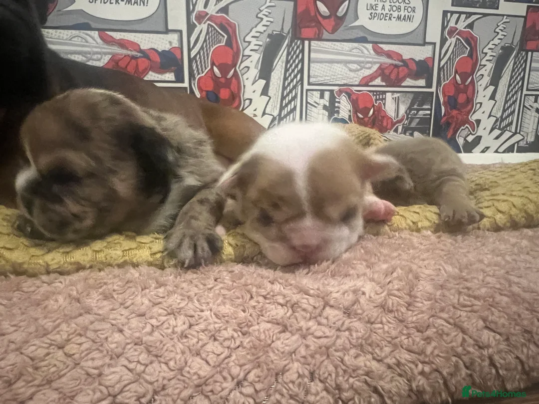 English Bulldog dogs for sale: English bulldog - Advert 6