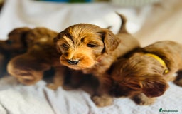 Mixed Breed dogs for sale: Australian Labradoodle Double Doodle puppies in Glastonbury - Image 5