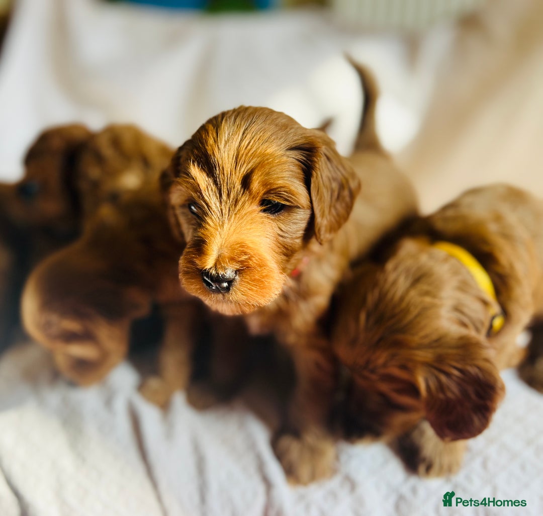 Mixed Breed dogs for sale: Australian Labradoodle Double Doodle puppies in Glastonbury - Image 5