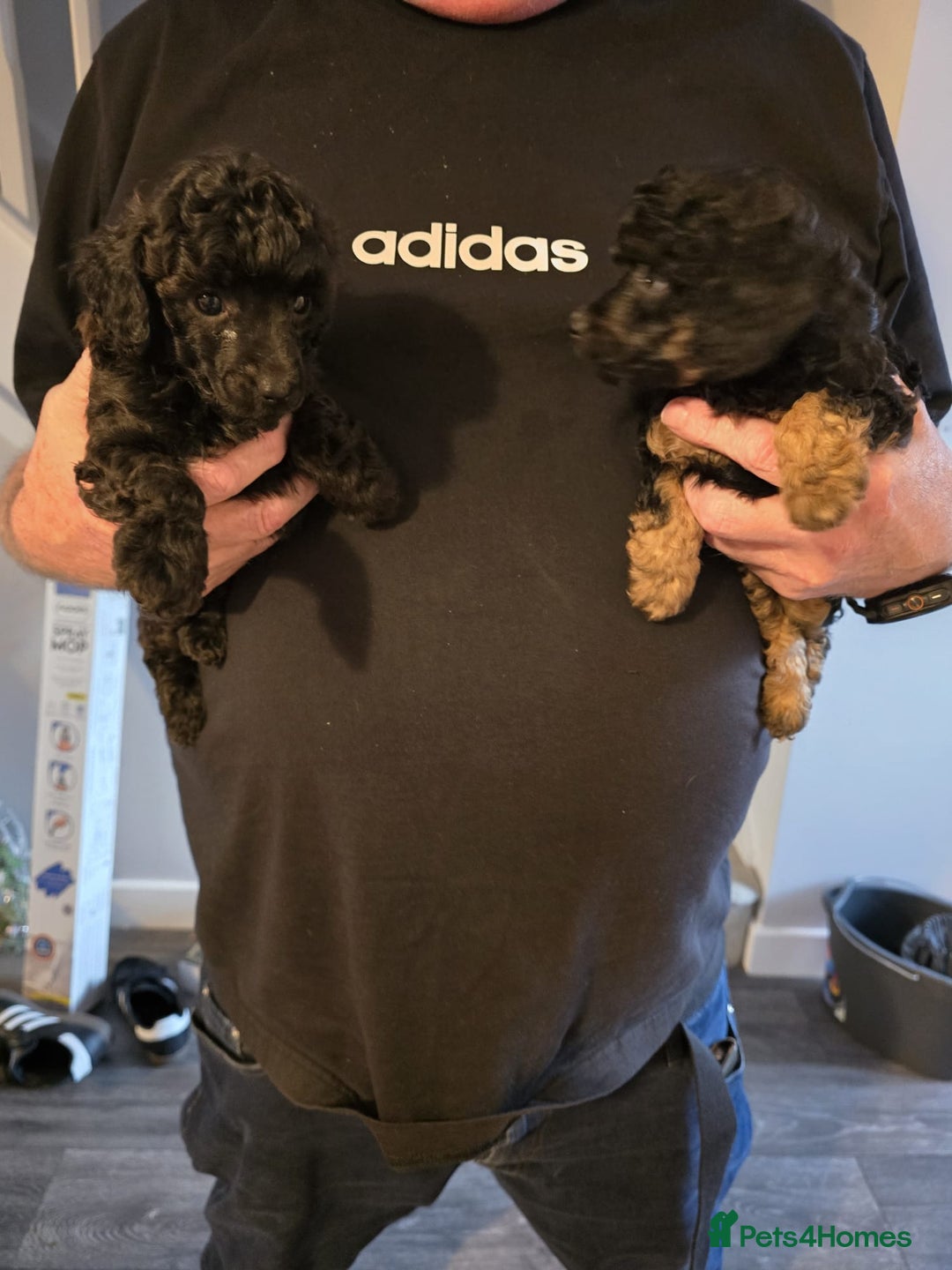 Miniature Poodle dogs for sale: 4 Amazing miniature poodles  - Advert 2