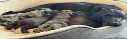 Cockapoo dogs for sale: MERL & CHOCOLATE F1COCKERPOOS HEALTH TESTED PARENT - Advert 3