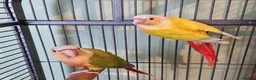 Conures birds for sale: 2 pairs of conures  - Advert 1