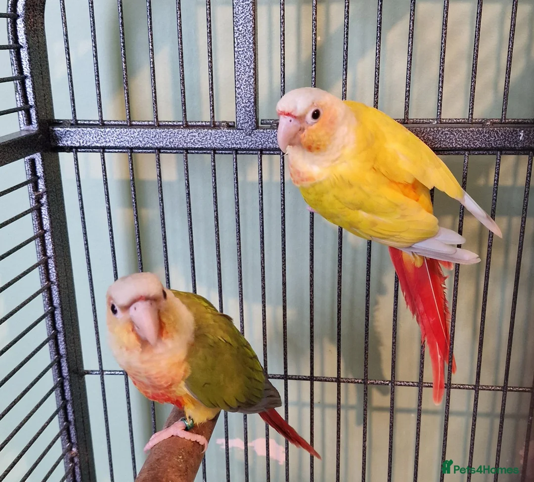 Conures birds for sale: 2 pairs of conures  - Advert 1