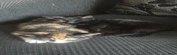 Mixed Breed cats for sale: 2 Female Kittens Available in Ipswich - Advert 1
