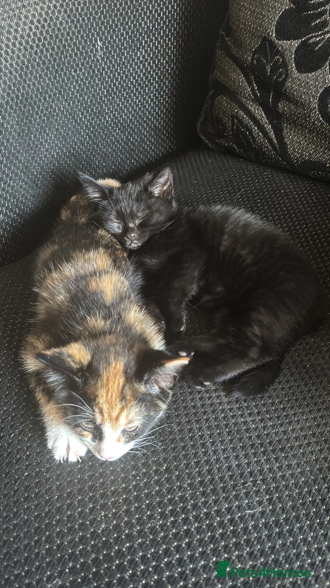 Mixed Breed cats for sale: 2 Female Kittens Available in Ipswich - Advert 1