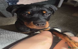 Rottweiler dogs for sale: 8 Month old female , Rottweiler  - Image 6