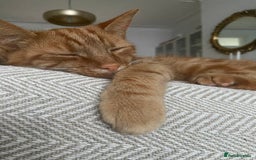 Domestic Shorthair cats for sale: Gino- 5 years Loving male ginger tabby - Image 3
