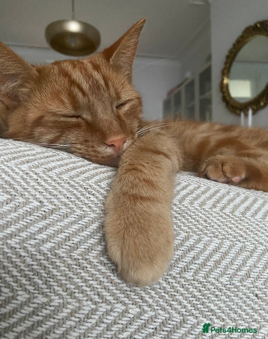 Domestic Shorthair cats for sale: Gino- 5 years Loving male ginger tabby - Image 3