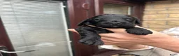 Cockapoo dogs for sale: F2 Cockapoo pups in Burnley - Advert 8