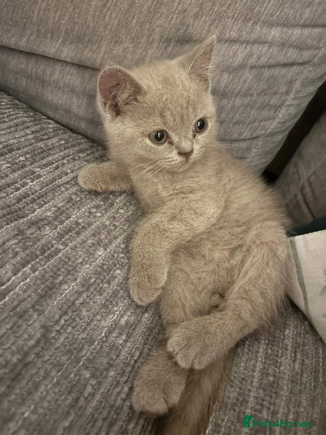 British Shorthair cats for sale: Pure British shorthair  in Welling - Advert 2