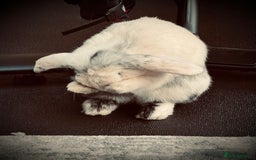 English Lop rabbits for sale: Flip Male Lop Kind, Loyal, Caring - Advert 4
