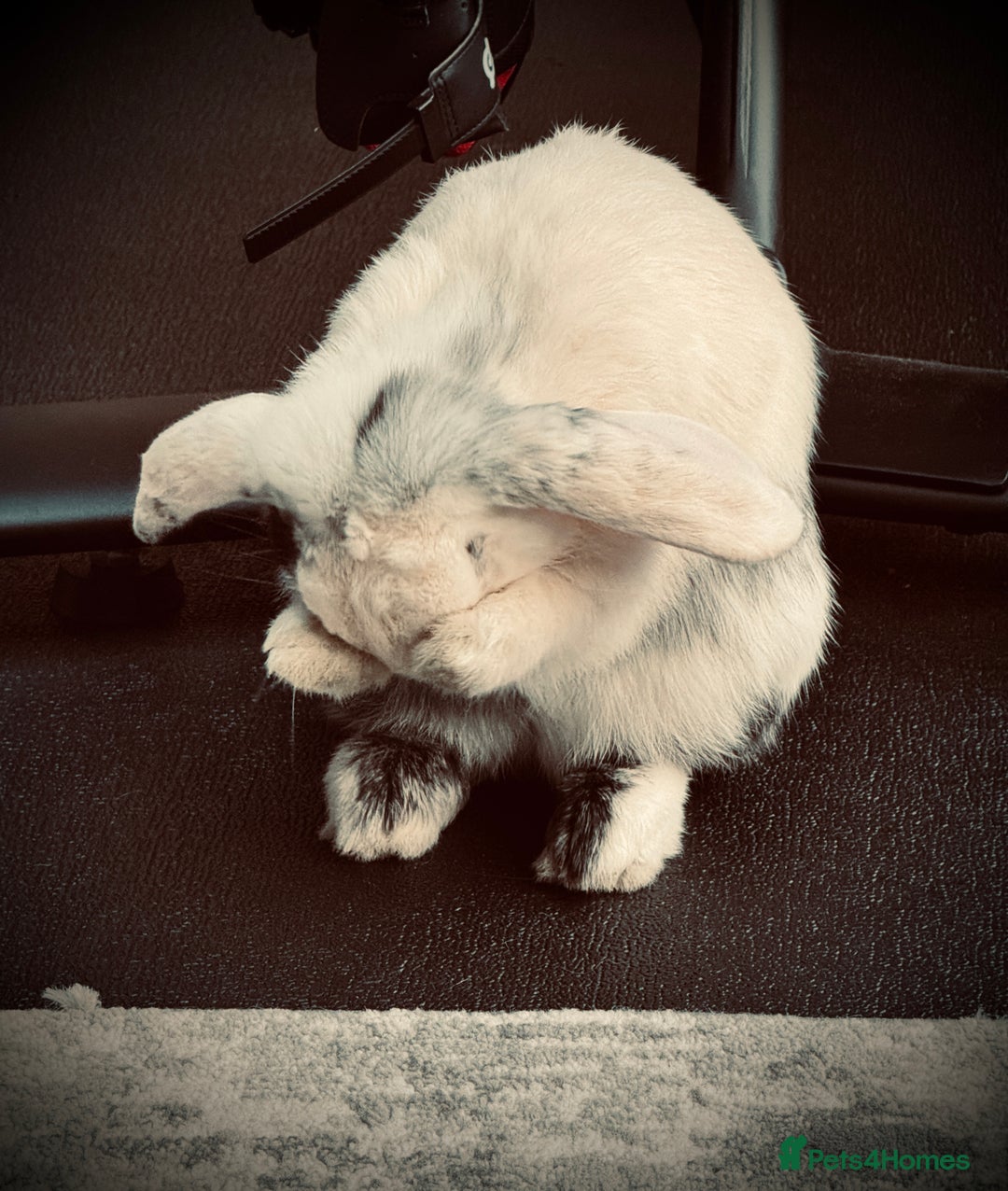 English Lop rabbits for sale: Flip Male Lop Kind, Loyal, Caring - Advert 4